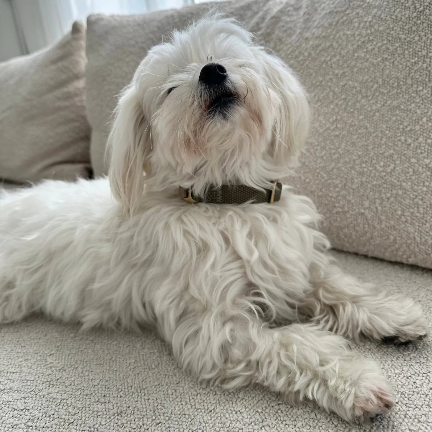 DREW'S DOGWEAR - Cortado / Dog Collar