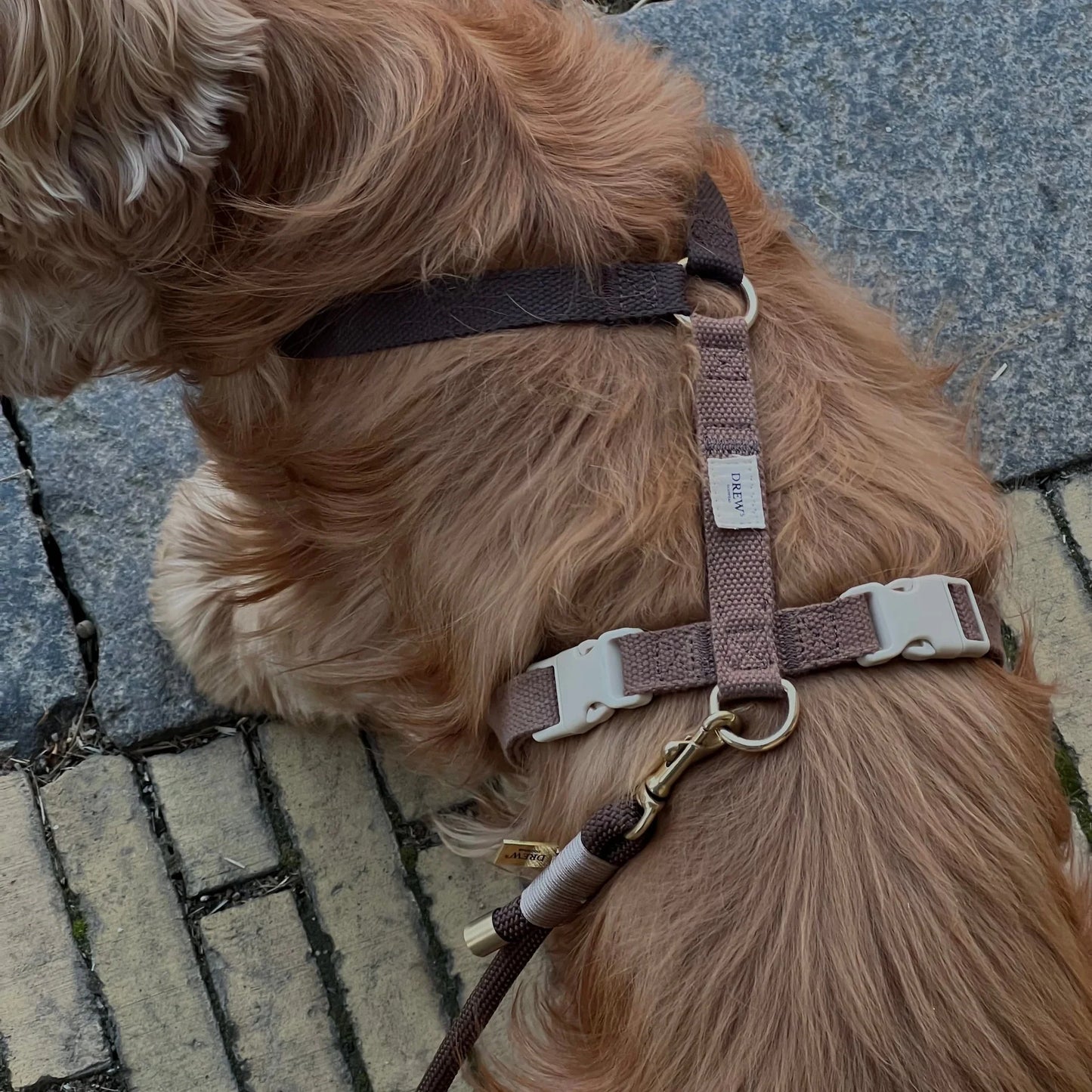 DREW'S DOGWEAR - Verstellbares Hundegeschirr Chocolate mit goldenen Details