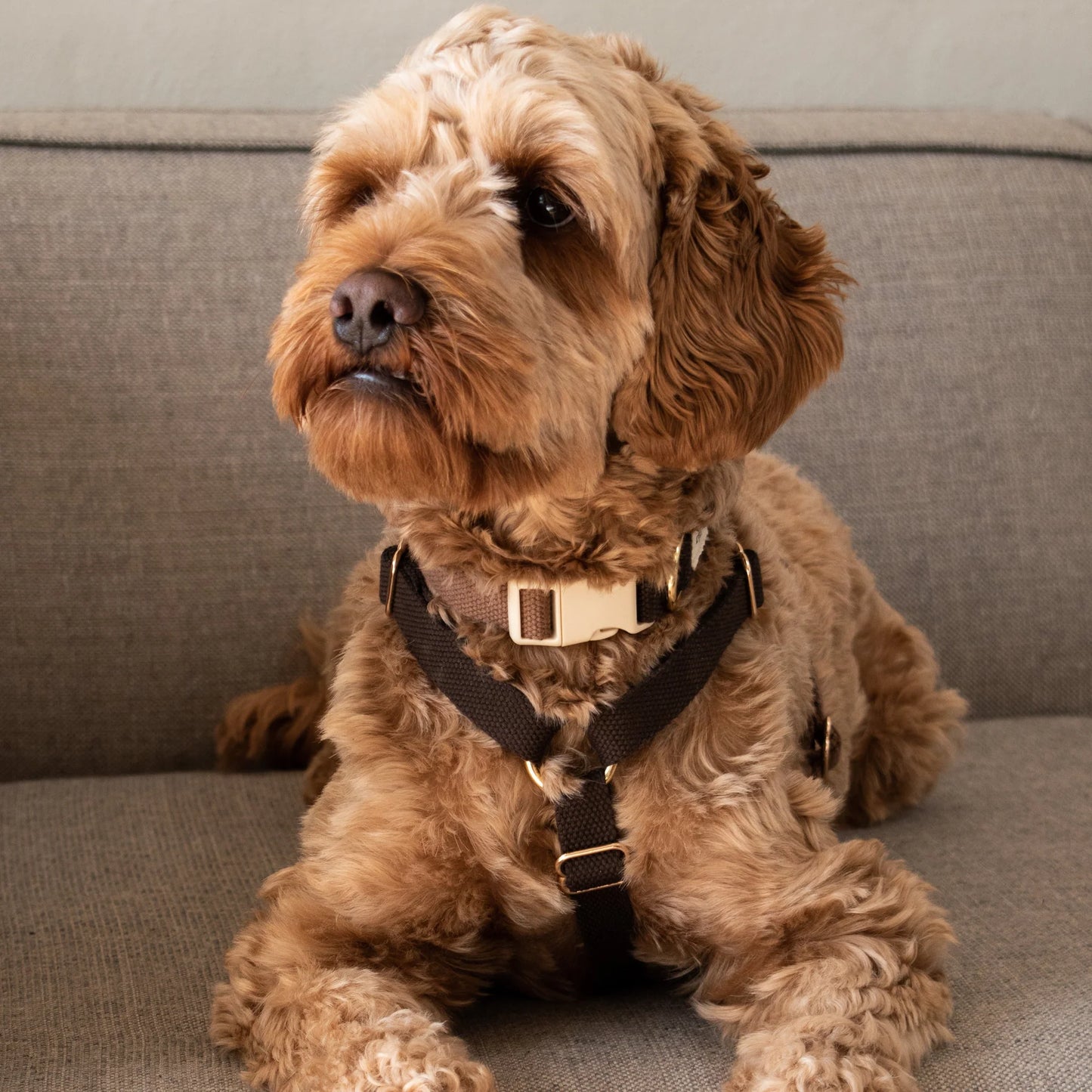 DREW'S DOGWEAR - Verstellbares Hundegeschirr Chocolate mit goldenen Details