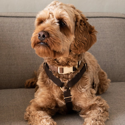DREW'S DOGWEAR - Verstellbares Hundegeschirr Chocolate mit goldenen Details