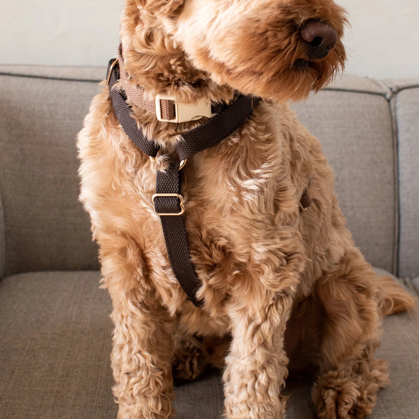DREW'S DOGWEAR - Verstellbares Hundegeschirr Chocolate mit goldenen Details