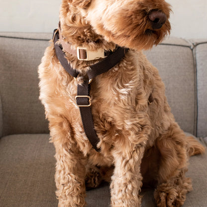 DREW'S DOGWEAR - Verstellbares Hundegeschirr Chocolate mit goldenen Details