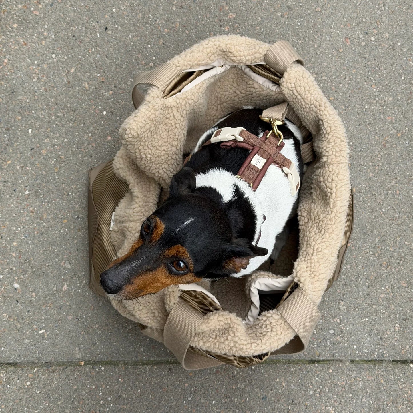 DREW’S DOGWEAR – Cali Hundetasche mit Teddyfutter Sage