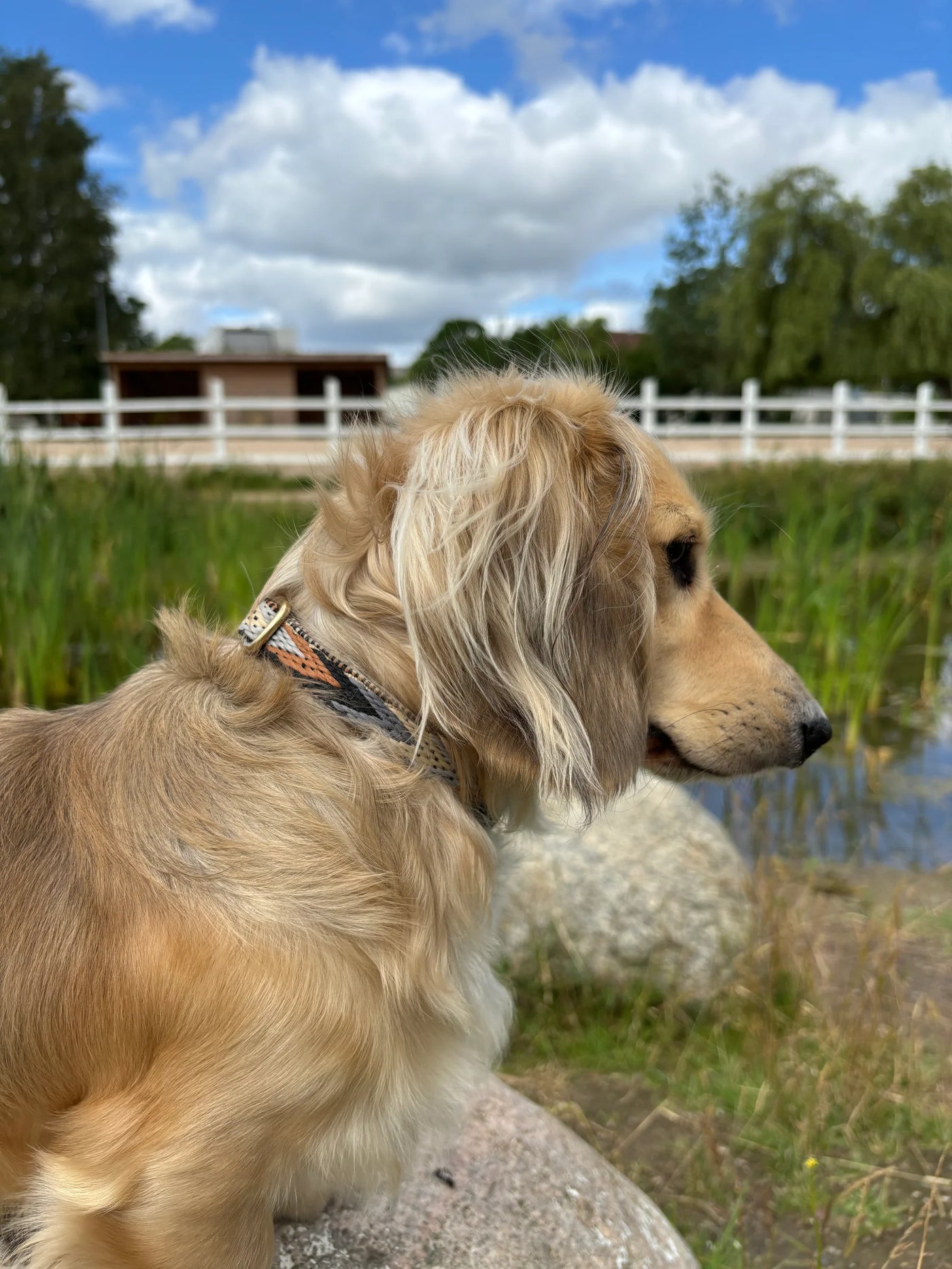 DREW'S DOGWEAR - Dark Arrow / Soft &amp; Adjustable Collar (Brown Pattern)