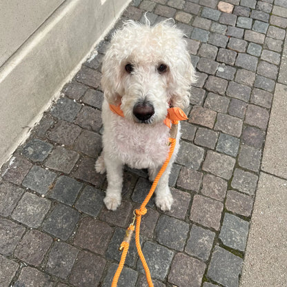 DREW'S DOGWEAR - Stylisches Hundehalstuch für mittlere und große Hunde (Orange) - OSSO BLU