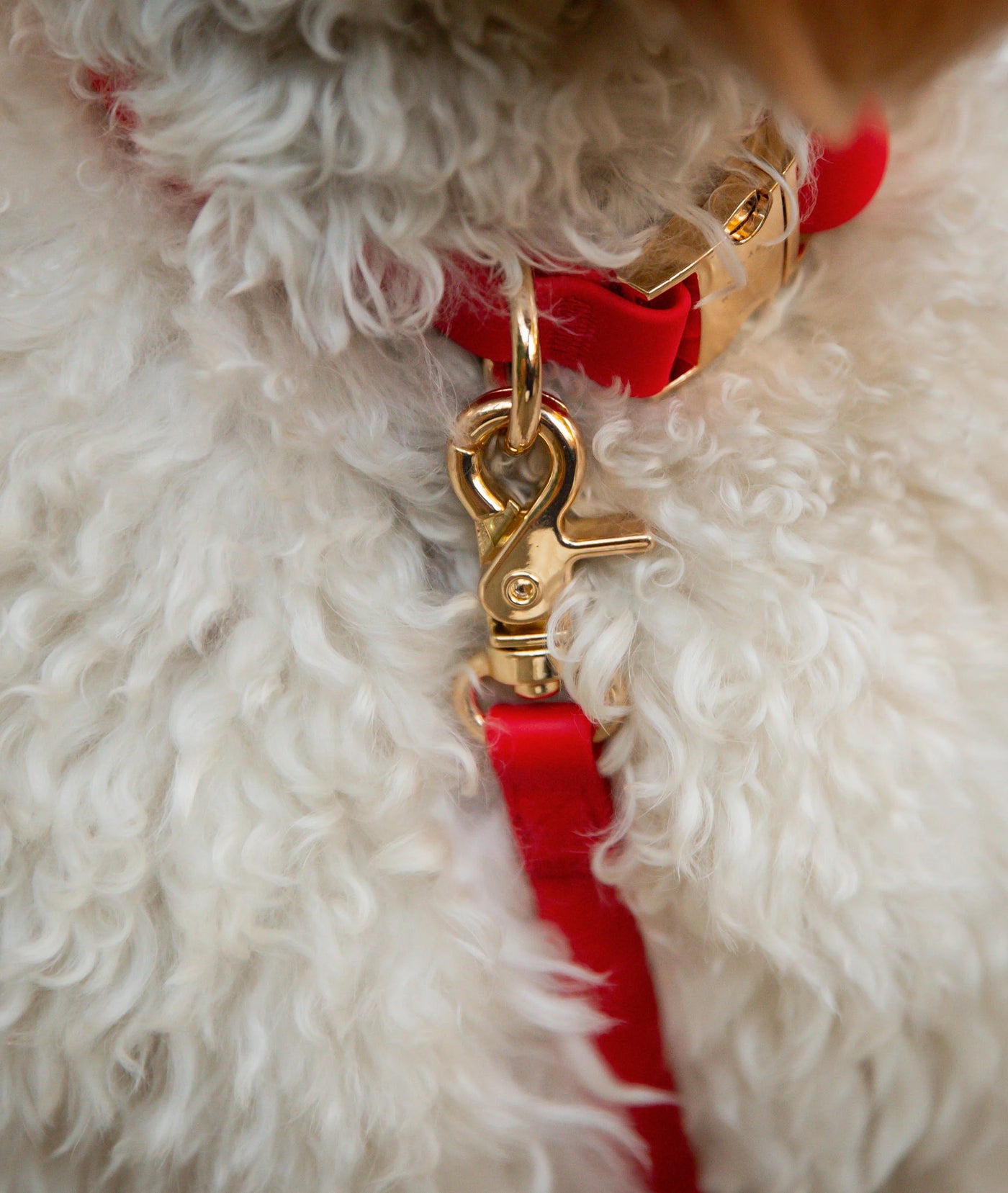 SUNNY TAILS - Waterproof Dog Leash - Cherry Red