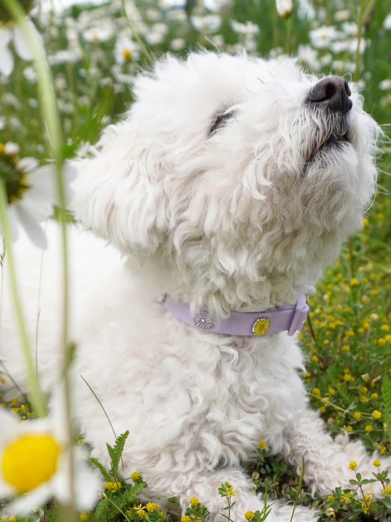 PAWPOPZ – Charm "Flower" - Yellow