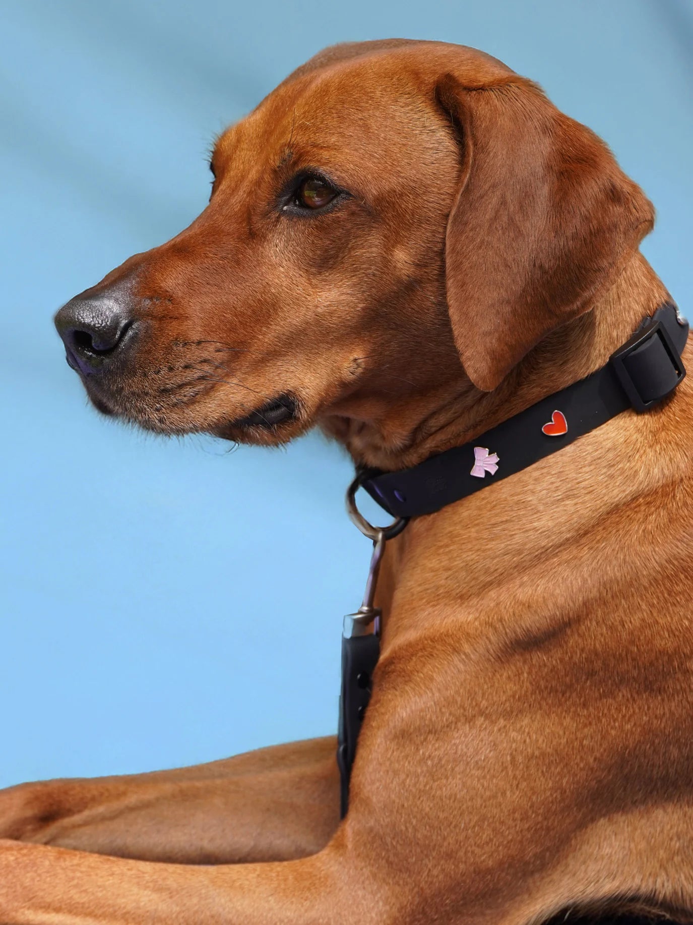 PAWPOPZ – Charm „Schleife“