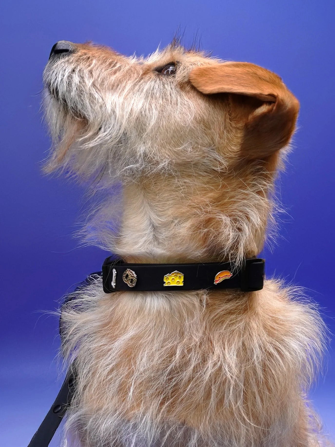 PAWPOPZ – Charm „Hotdog“