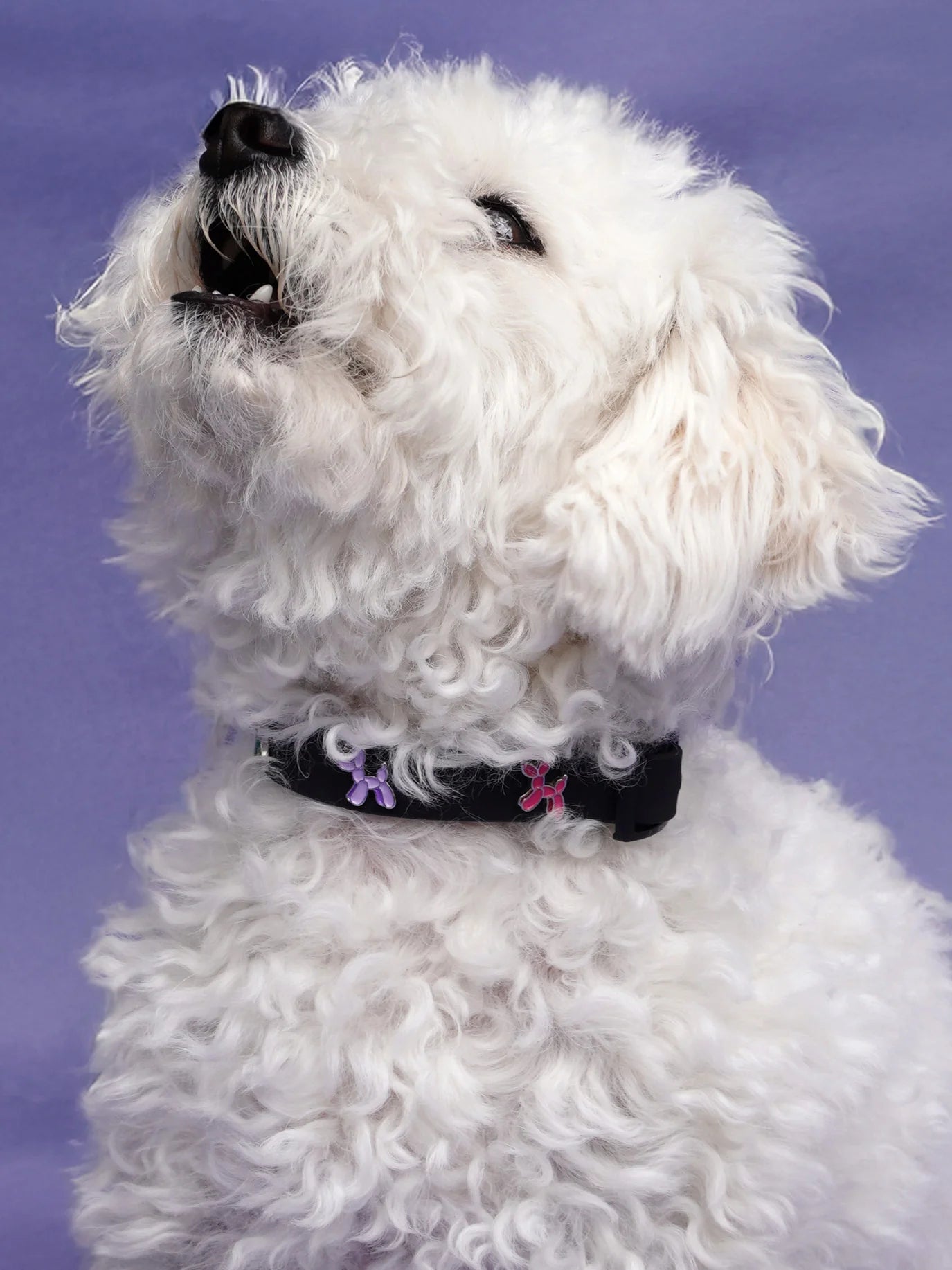 PAWPOPZ – Charm „Ballon Hund“