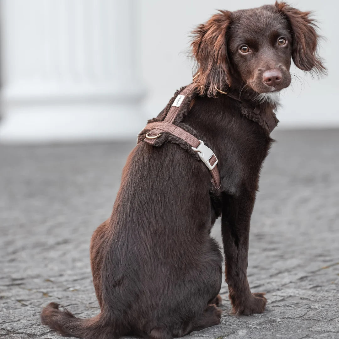 DREW'S DOGWEAR - Teddy Harness