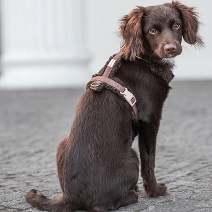 DREW'S DOGWEAR - Teddy Harness