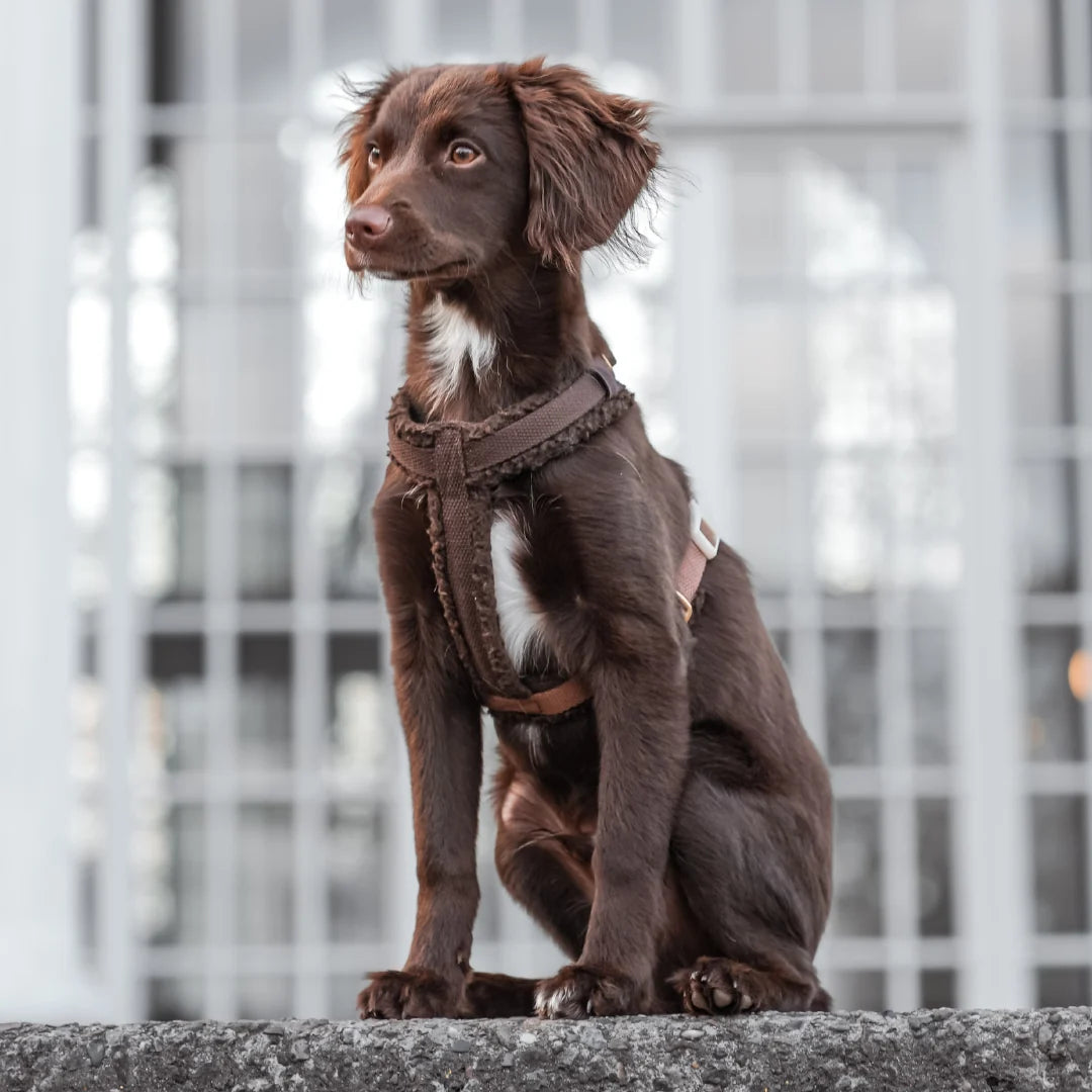 DREW'S DOGWEAR - Teddy Harness