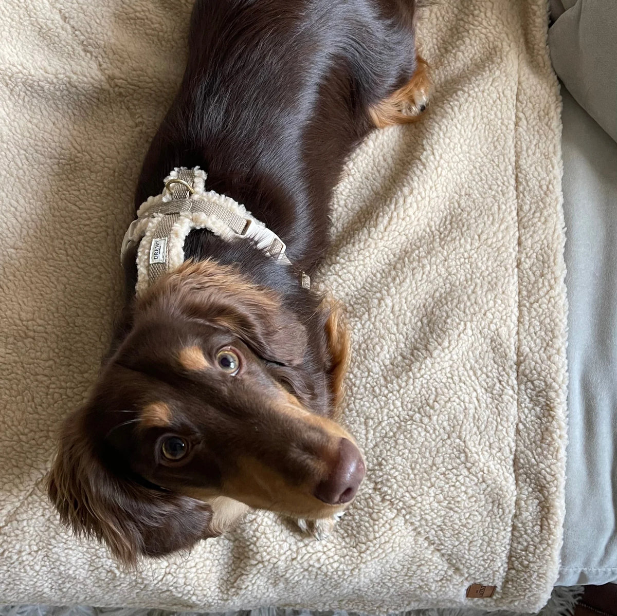 DREW'S DOGWEAR - Teddy Harness (beige)