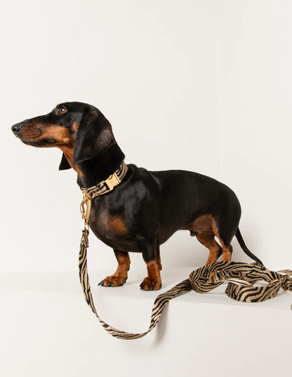 DOGGUO - Zebra Halsband – Beige/Black - OSSO BLU