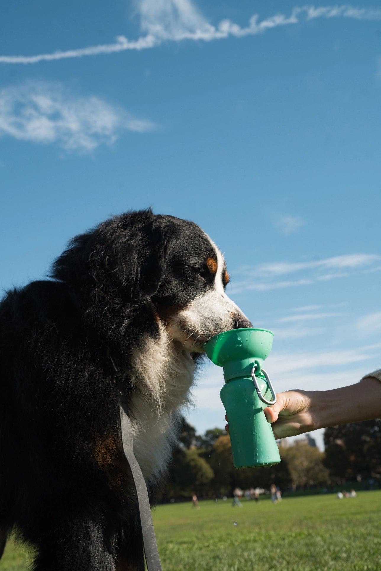 SPRINGER - Reisetrinkflasche für Hunde | Flip 590ml - OSSO BLU