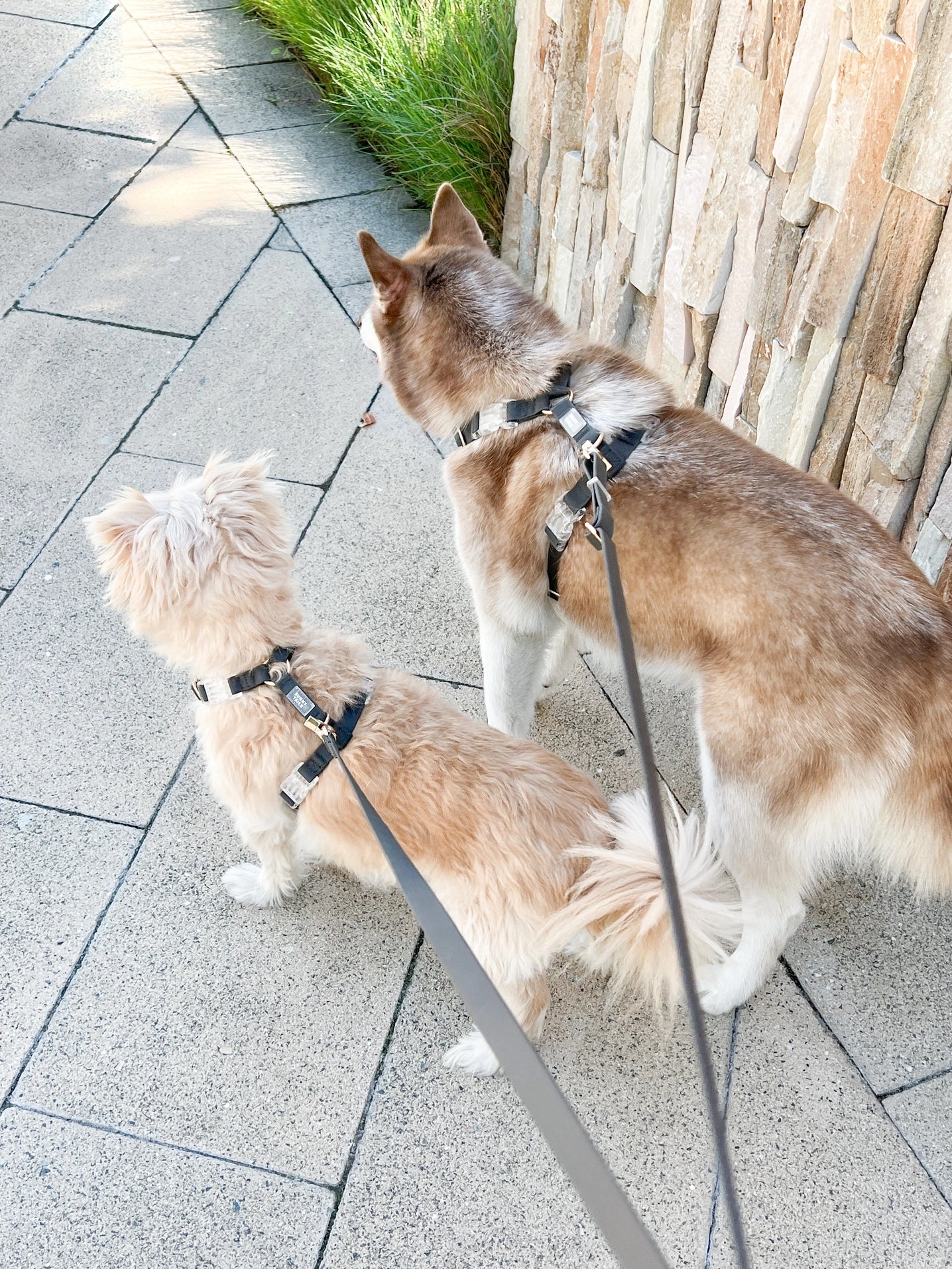 SUNNY TAILS - Wasserdichtes Hundegeschirr - Ember Black