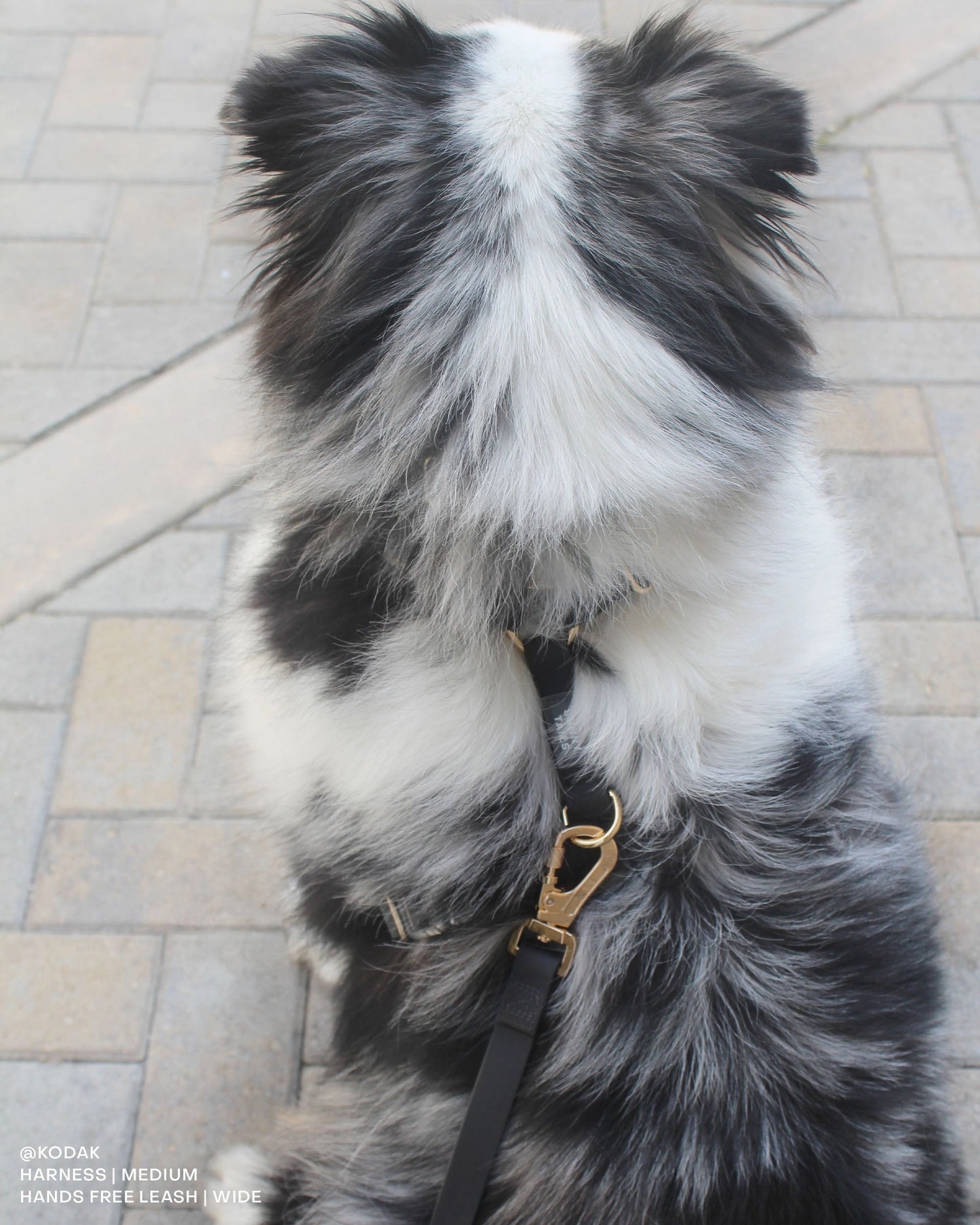 SUNNY TAILS - Wasserdichtes Hundegeschirr - Ember Black