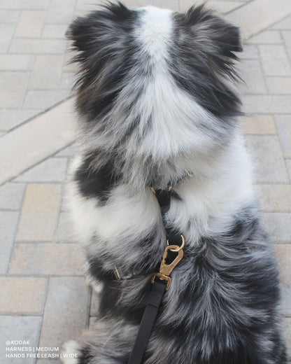 SUNNY TAILS - Wasserdichtes Hundegeschirr - Ember Black