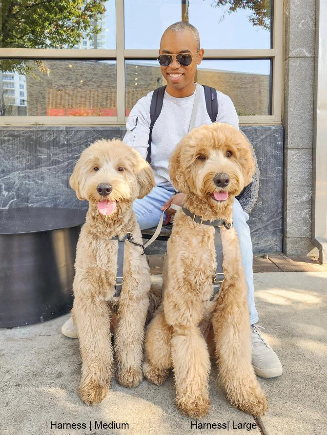 SUNNY TAILS - Wasserdichtes Hundegeschirr - Ember Black