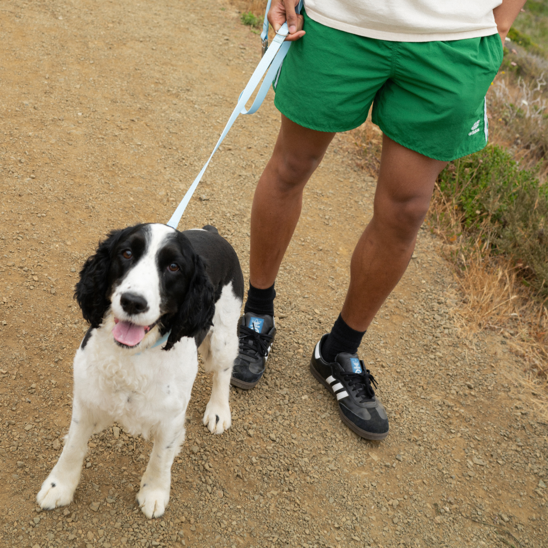 Springland Pets - Premium wasserdichte 1,5 m Hundeleine mit gepolstertem Griff (4er-Pack) - OSSO BLU