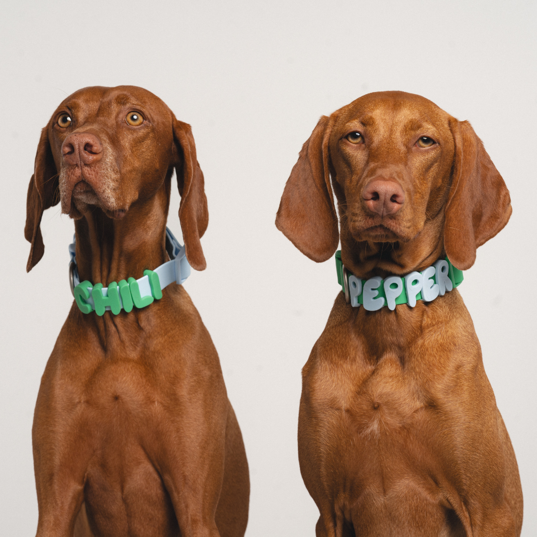 Springland Pets - Silikon-Hundecharm-Anhänger für Hundehalsband/Leine/Flasche (63 Anhänger) - OSSO BLU