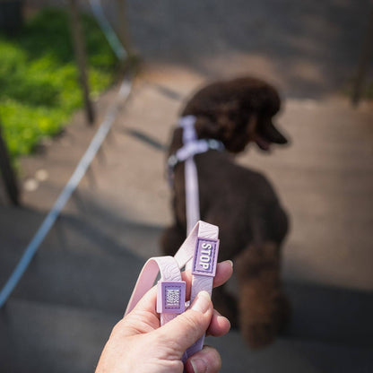 MAX & MOLLY – Schleppleine mit Handschlaufe „Matrix 2.0 Lavendel“ - OSSO BLU