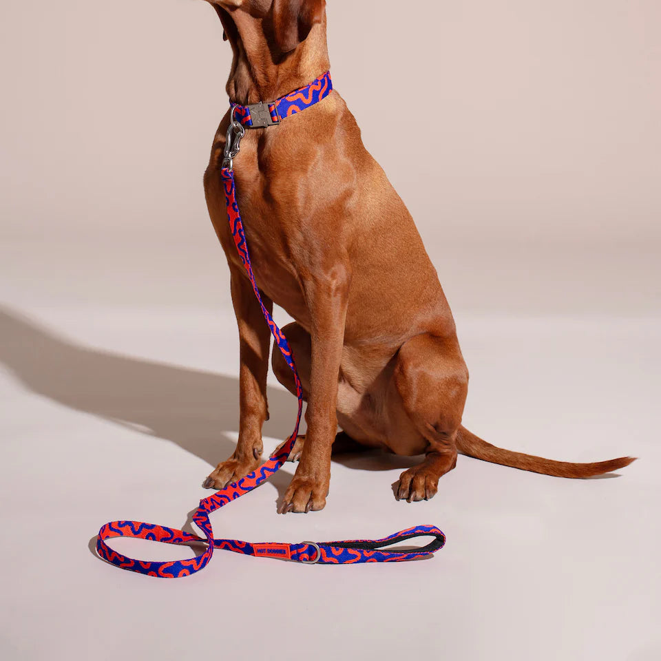 HOT DOGGIES - Leine „Rocky Electric“