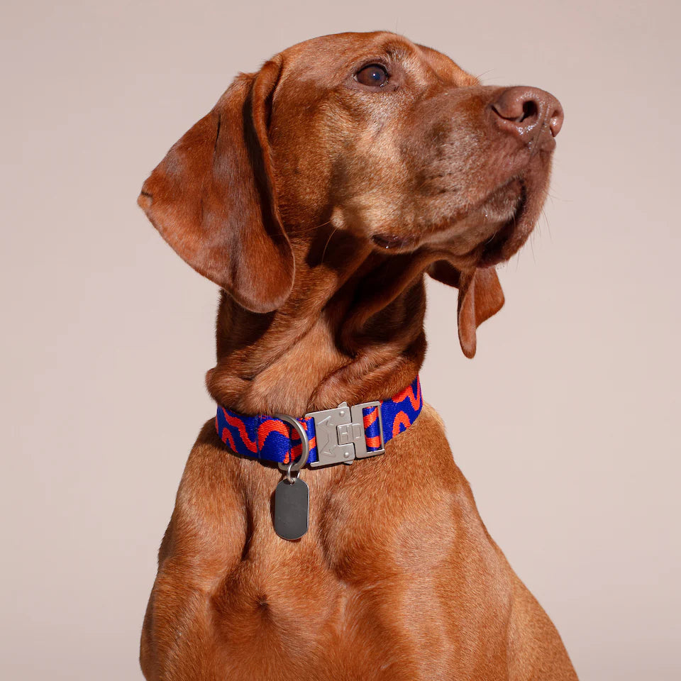 HOT DOGGIES - Halsband „Rocky Electric“