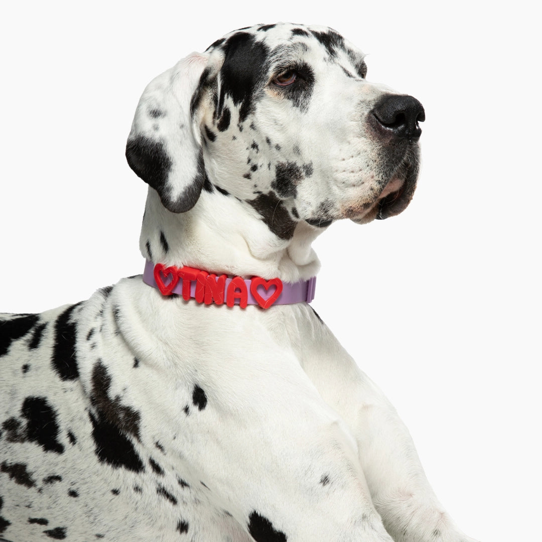 SPRINGLAND PETS - Silikon Hundecharm Anhänger für Halsband, Leine & Trinkflasche - OSSO BLU