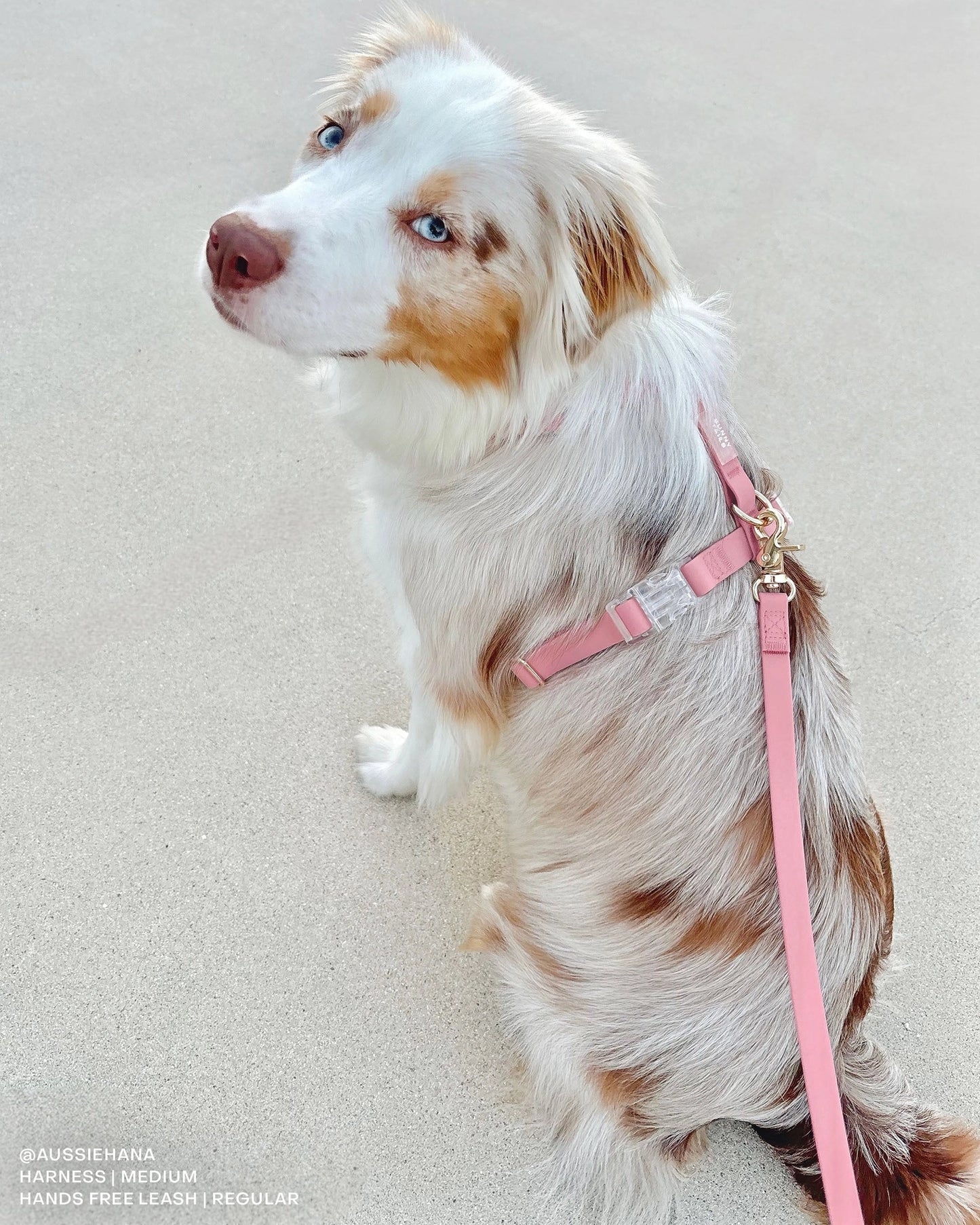 SUNNY TAILS - Wasserdichtes Hundegeschirr - Perfect Pink