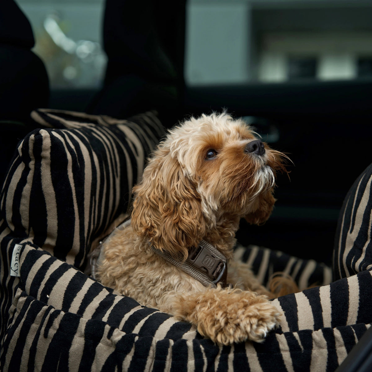 STAEY – Lara 2.0 Hundeautositz Zebra