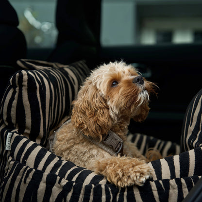 STAEY – Lara 2.0 Hundeautositz Zebra