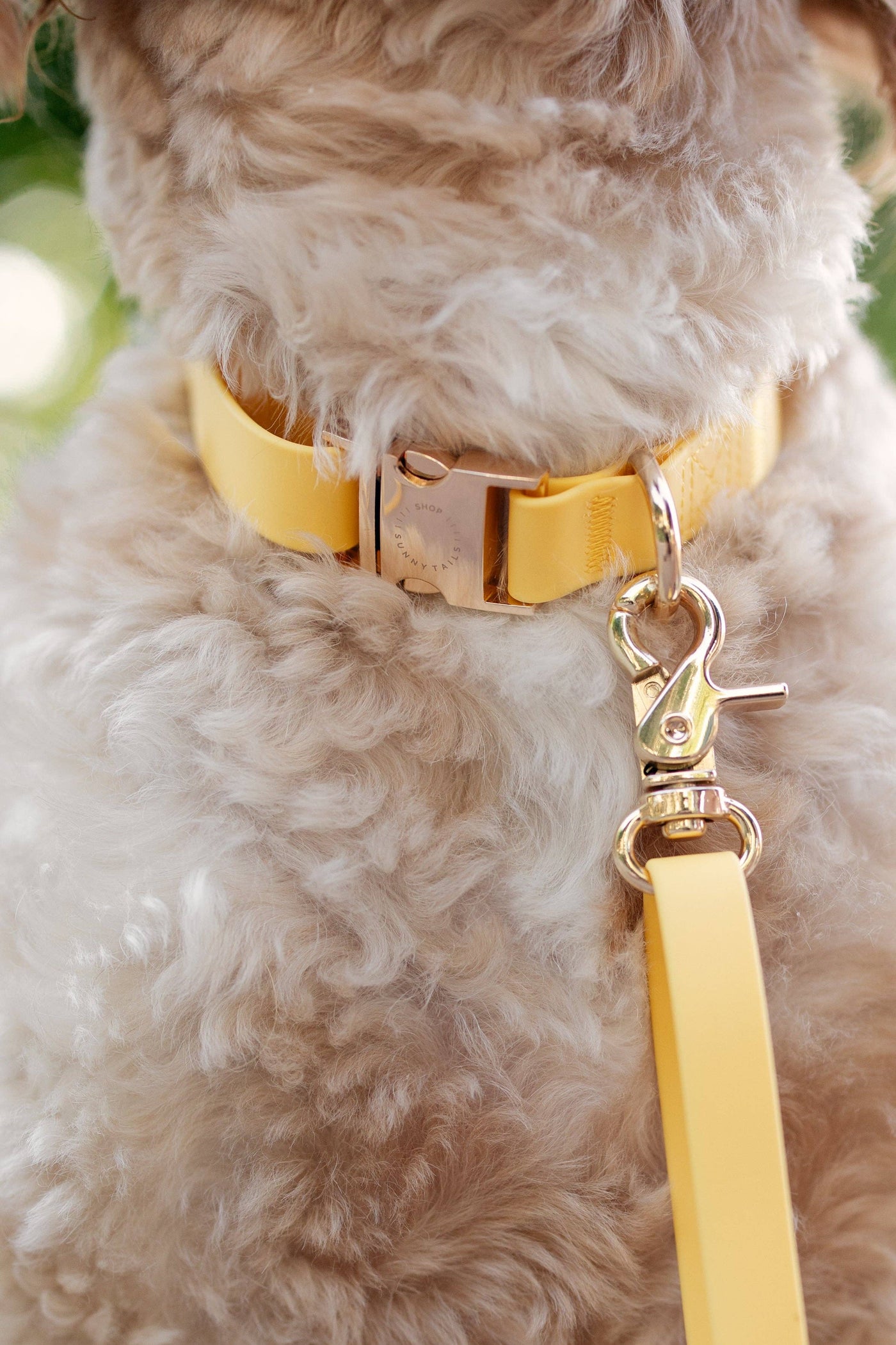 SUNNY TAILS - Waterproof Dog Collar - Dandelion Yellow