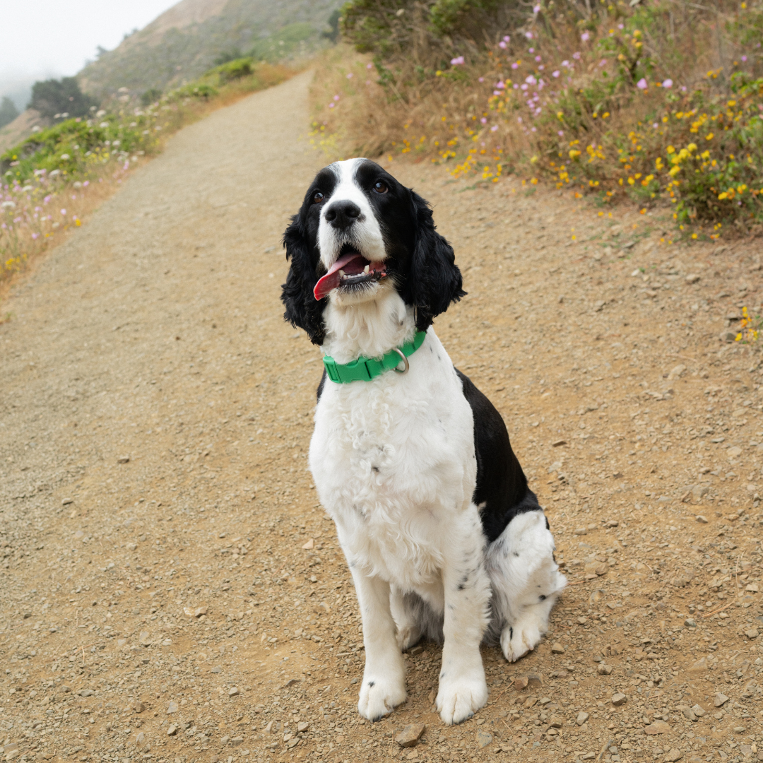 Springland Pets - Wasserdichtes & Verstellbares Hundehalsband (6er Pack) - OSSO BLU