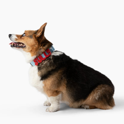 SPRINGLAND PETS - Silikon Hundecharm Anhänger für Halsband, Leine & Trinkflasche - OSSO BLU