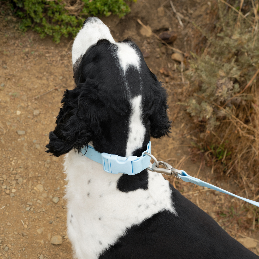 Springland Pets - Wasserdichtes & Verstellbares Hundehalsband (6er Pack) - OSSO BLU