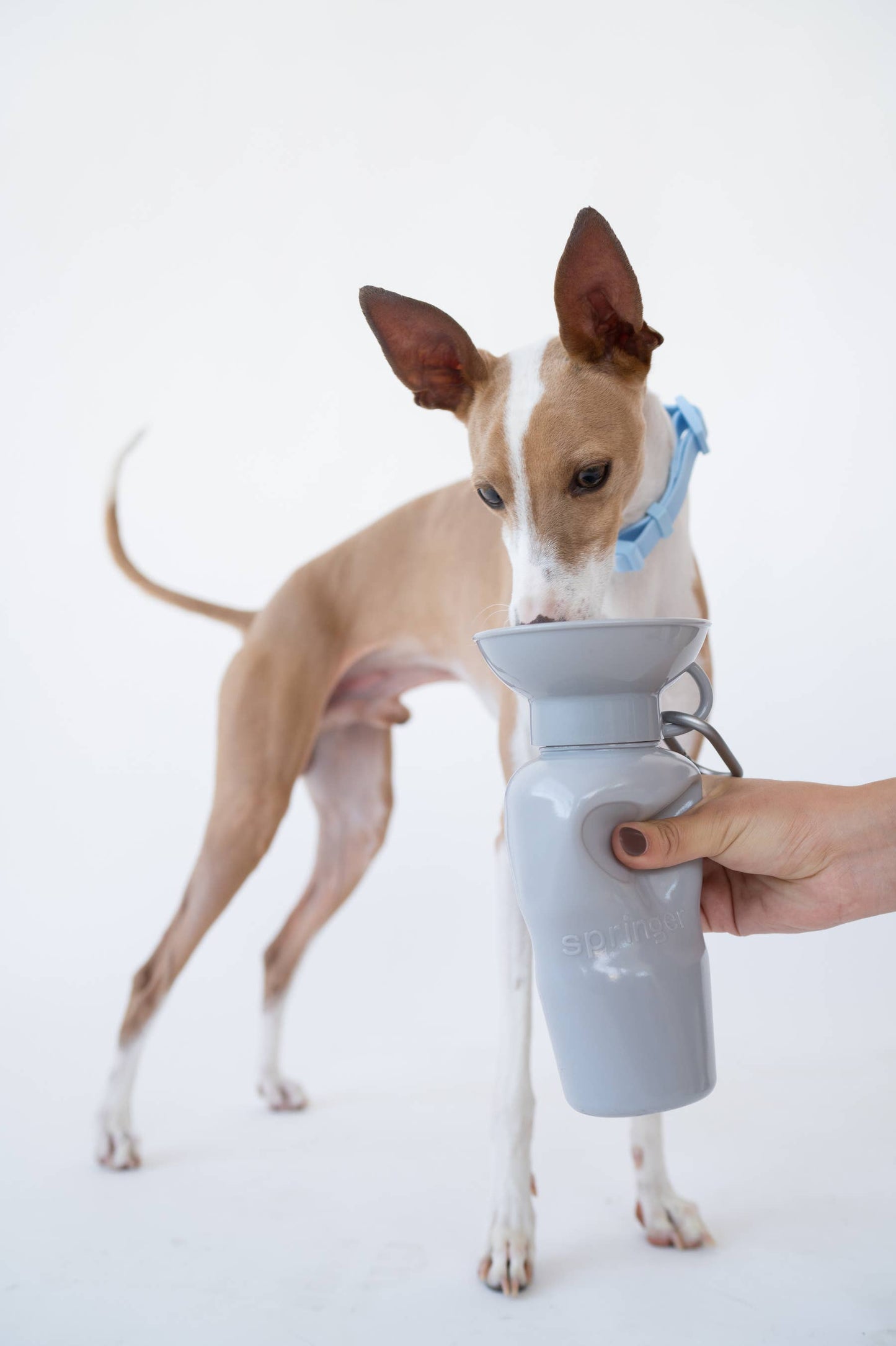 SPRINGLAND PETS – Hundereise-Wasserflasche Classic 650 ml (ohne Silikon-Klappschale) - OSSO BLU