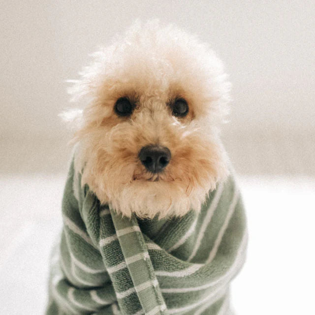 GIOLA BEAUTY - Coat & Skin Oil for Dogs