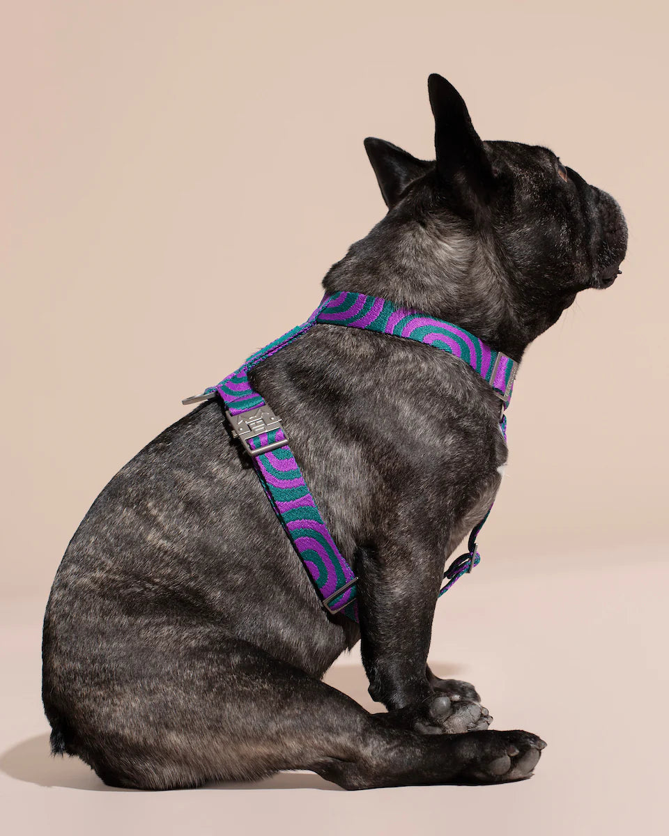 HOT DOGGIES - Geschirr „Lola Groove“