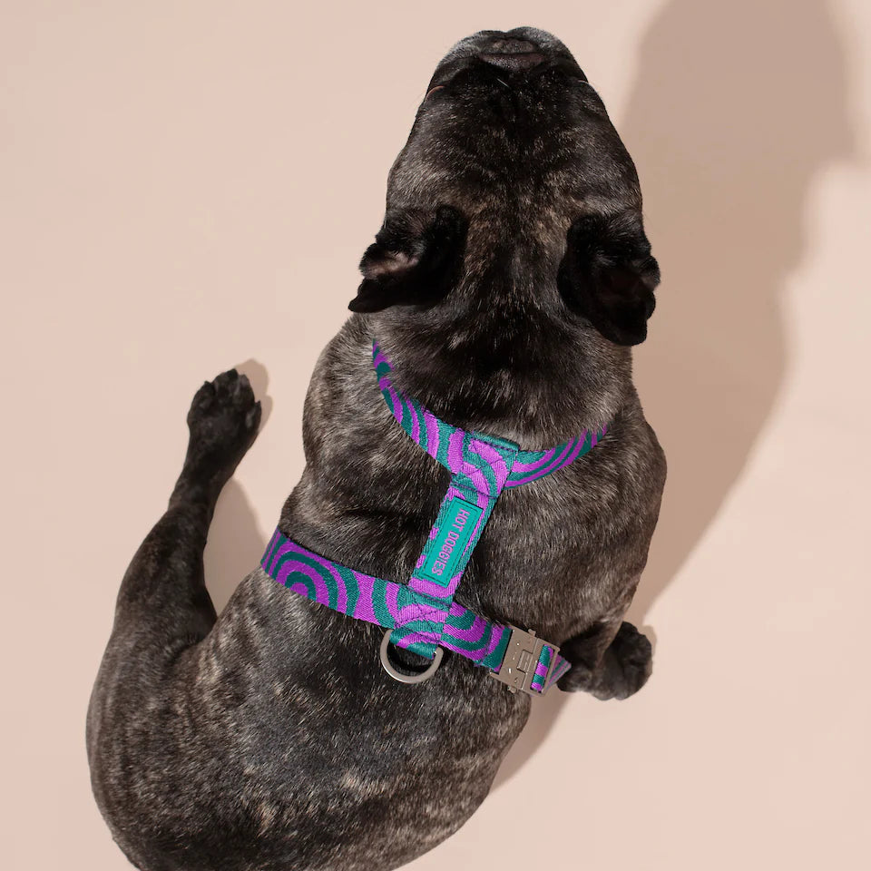 HOT DOGGIES - Geschirr „Lola Groove“