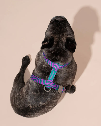 HOT DOGGIES - Geschirr „Lola Groove“