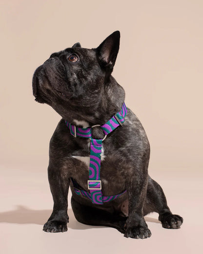 HOT DOGGIES - Geschirr „Lola Groove“