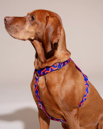 HOT DOGGIES - Geschirr „Rocky Electric“