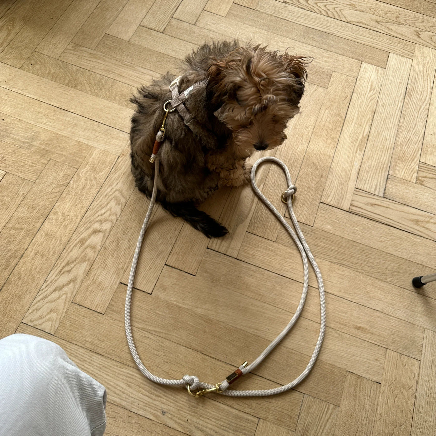 DREW'S DOGWEAR - Cortado / Dog Harness
