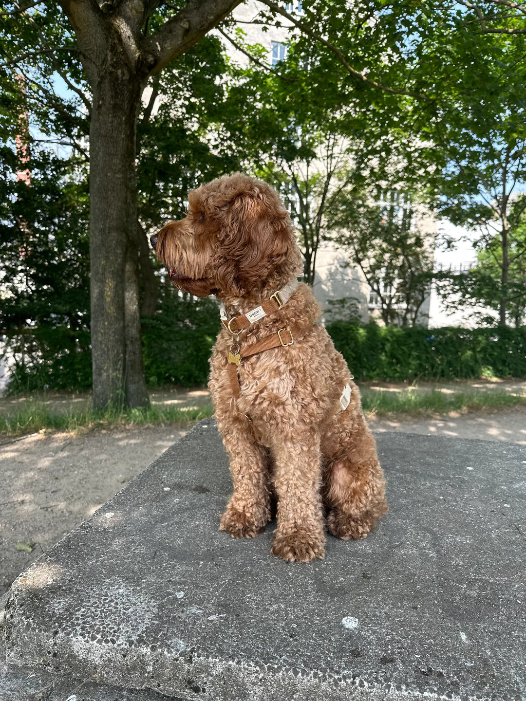 DREW'S DOGWEAR - Cortado / Dog Collar