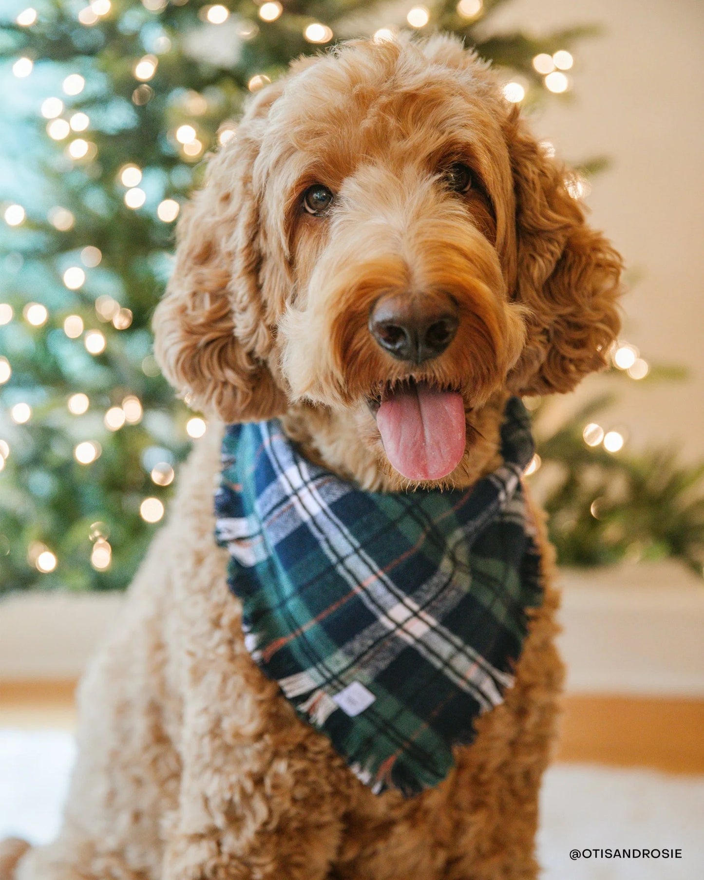 SUNNY TAILS – Frayed Dog Bandana – Evergreen Plaid