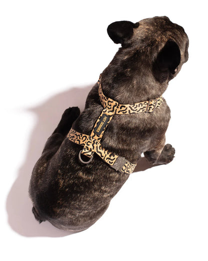 HOT DOGGIES - Geschirr „Coco Noir“