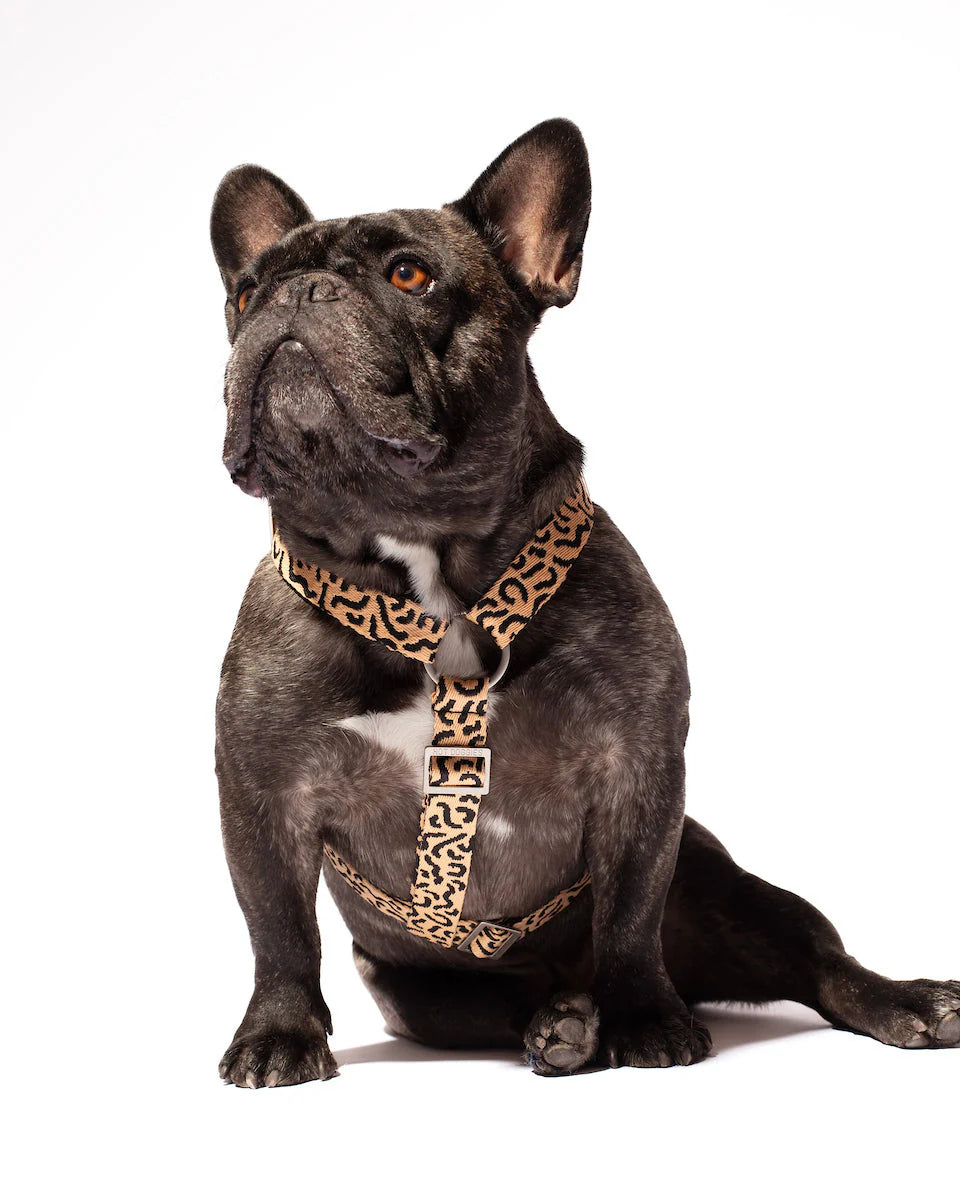 HOT DOGGIES - Geschirr „Coco Noir“